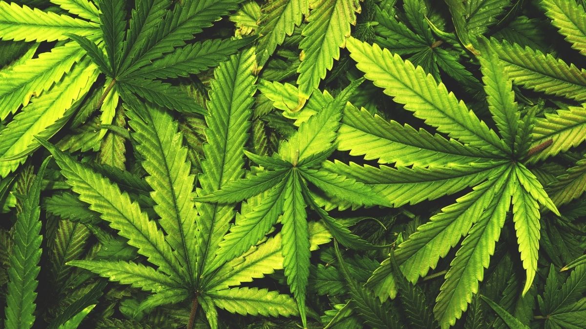 Tese cannabis: quais os possíveis gatilhos para os investimentos?